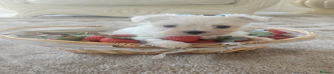 Maltese Puppy 1