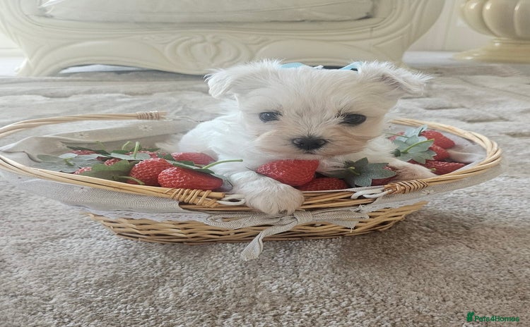 Maltese dogs - Advert 2