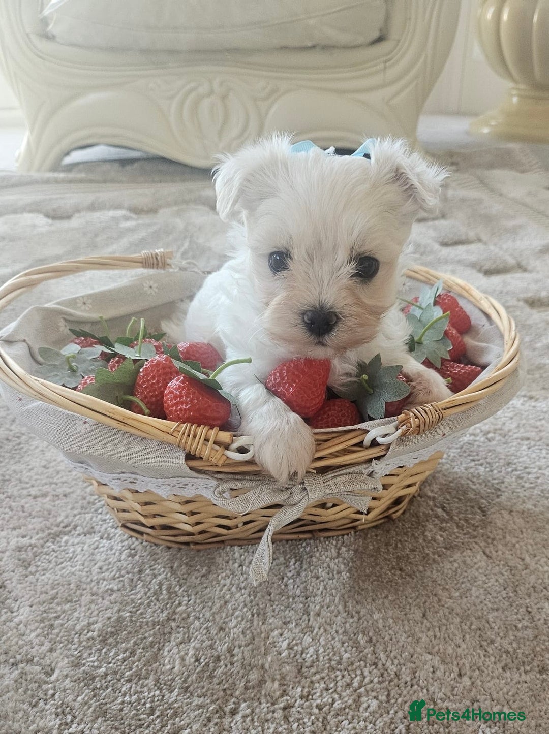 Maltese dogs for sale: Maltese puppies pedigree - Image 1