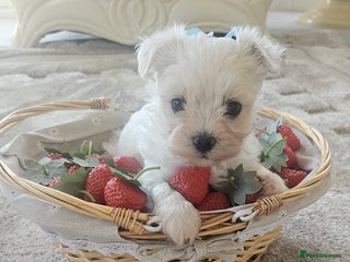Maltese dogs - Advert 9
