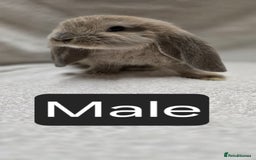 French Lop rabbits for sale: Beautiful French Lop Bunnies - Image 11