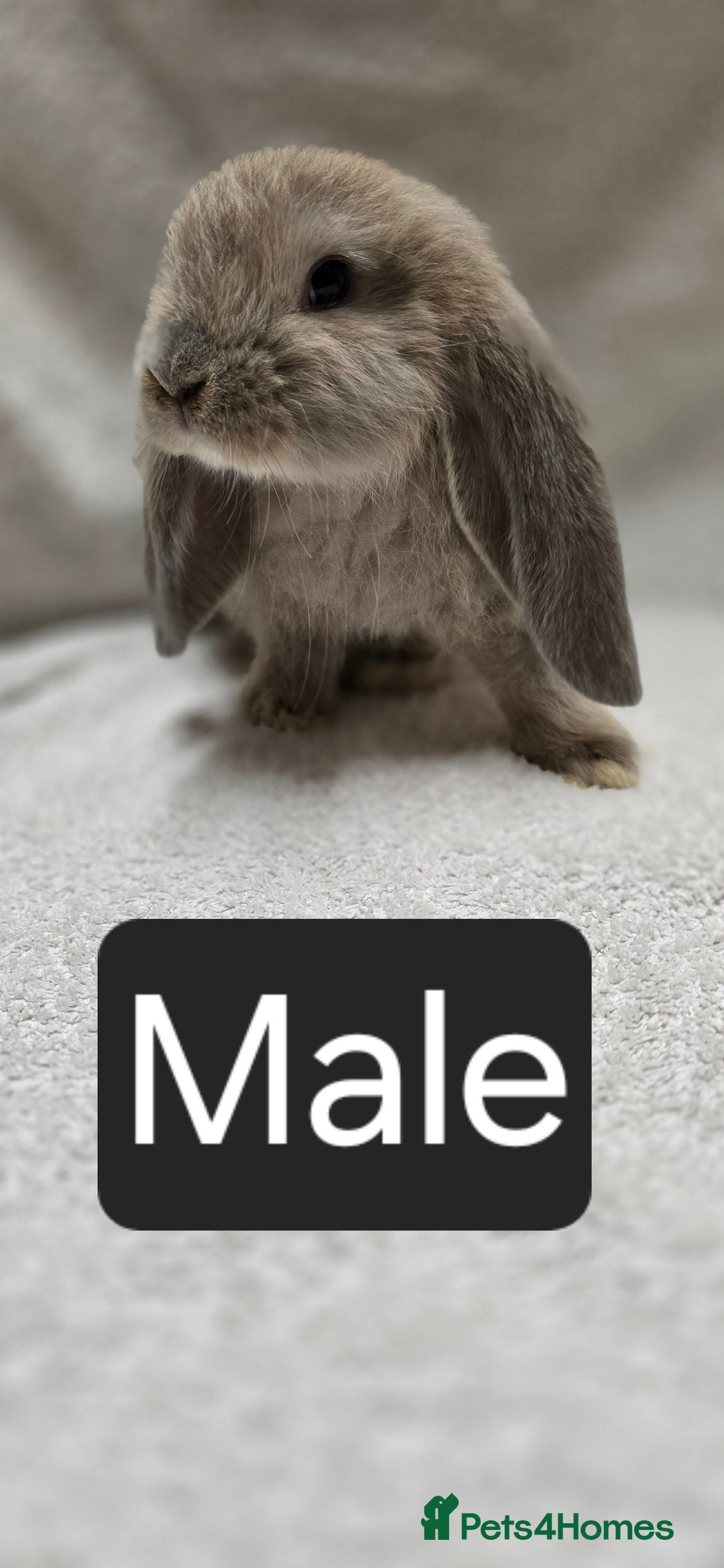 French Lop rabbits for sale: Beautiful French Lop Bunnies - Image 11