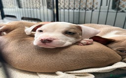Staffordshire Bull Terrier dogs for sale: Ready now !! One male left !! - Image 27