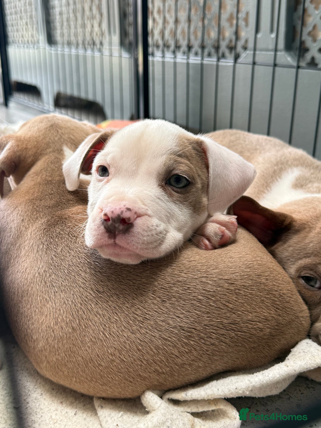 Staffordshire Bull Terrier dogs for sale: Ready now !! One male left !! - Image 27