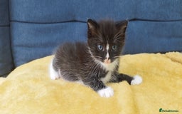 Ragdoll cats for sale: Half Ragdoll -one black boy - Image 1