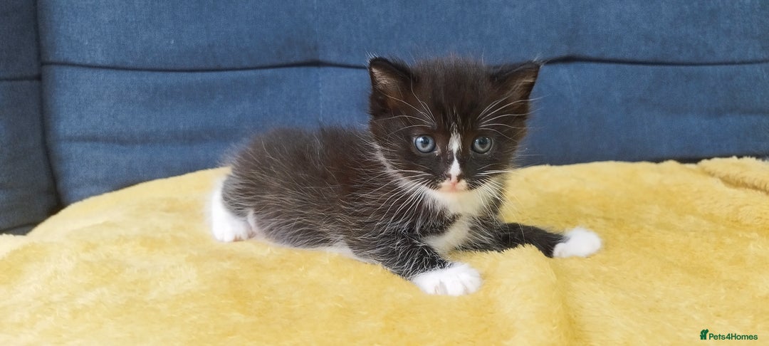 Ragdoll cats for sale: Half Ragdoll -one black boy - Image 1