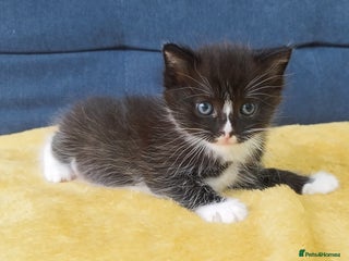 Ragdoll cats - Advert 3