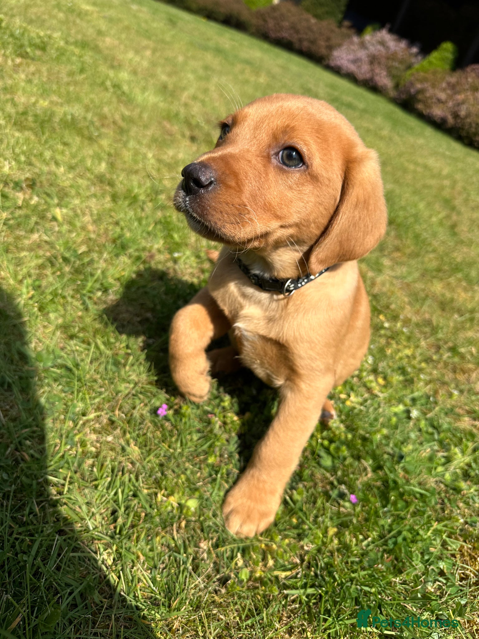 Labrador Retriever dogs READY TO LEAVE NOW kcregistered Labrador puppies - Advert 1