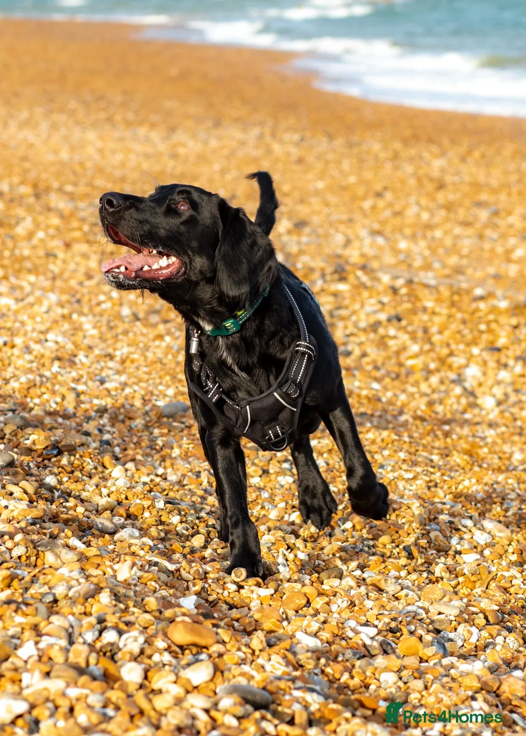 Springador dogs for sale: Beautiful Springador in Bexhill-on-Sea - Advert 3