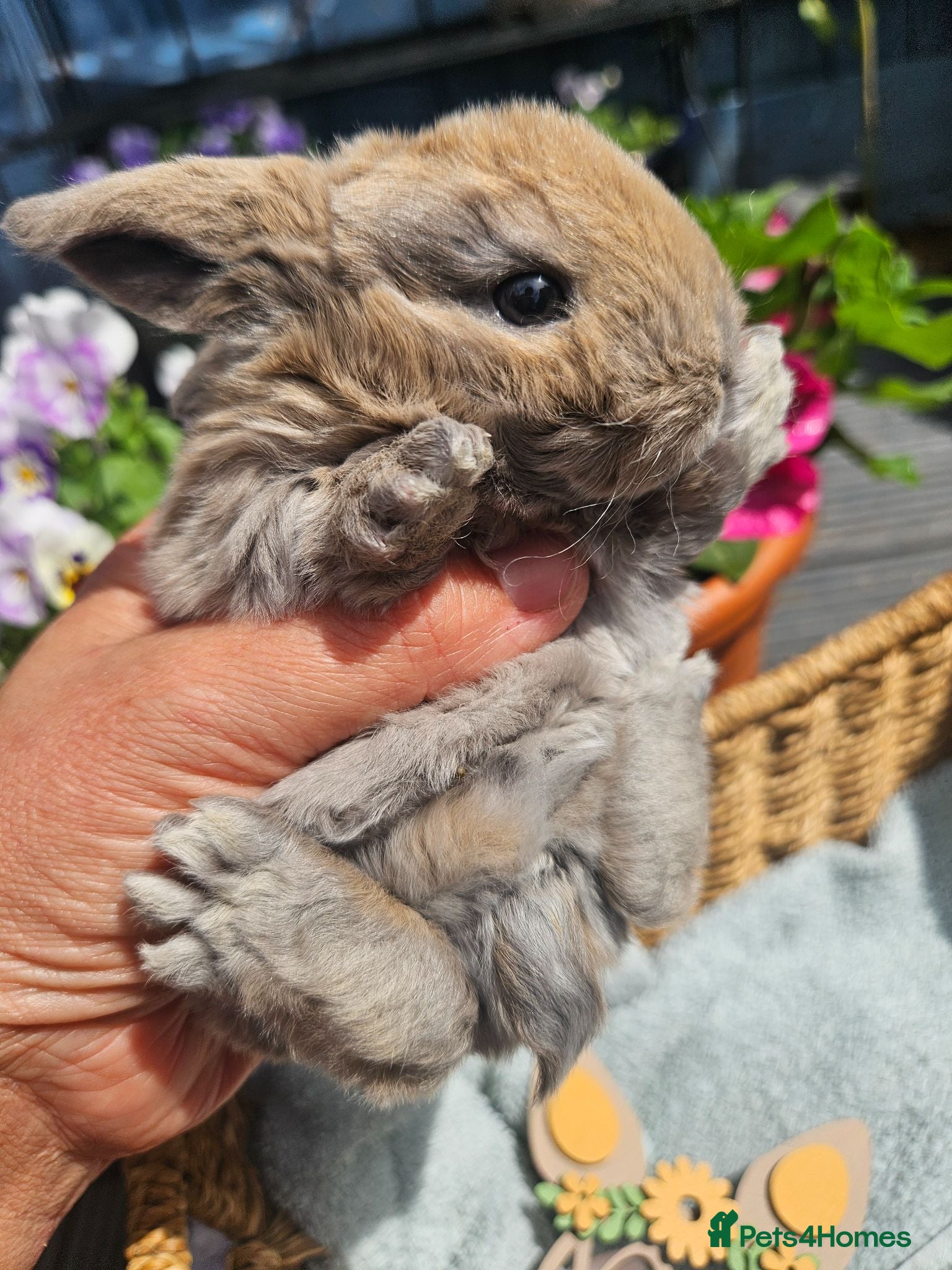 Mini Lop rabbits Mini Plush Lop Fairy Litter  - Suffolk - Advert 1