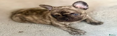 French Bulldog 1 - Stripey