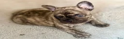French Bulldog dogs for sale: French Bulldog Puppies ready 27th Sept Derby  in Derby - Advert 5