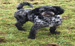 Labradoodle dogs for sale: F1 Female Merle Labradoodle - Image 7