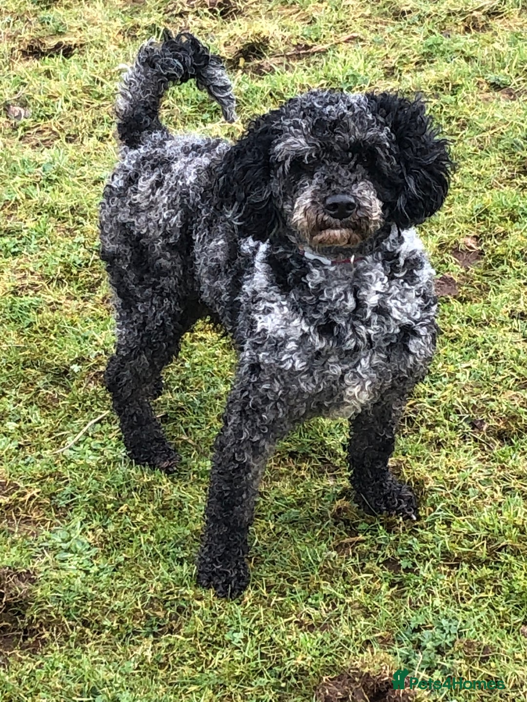 Labradoodle dogs for sale: F1 Female Merle Labradoodle - Image 7