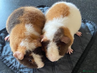 Guinea Pig rodents - Advert 19