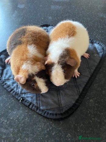 Guinea Pig rodents - Advert 1