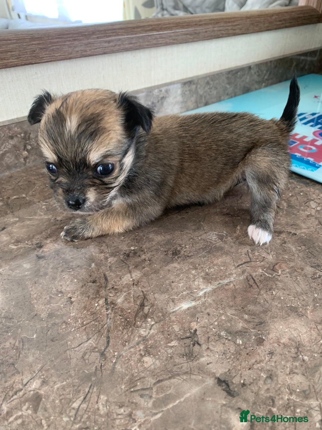 Mixed Breed dogs for sale: Lhasa apso x chihuahua pups  - Image 5