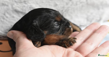 Cavalier King Charles Spaniel dogs - Advert 11
