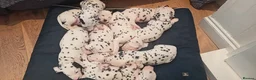 Dalmatian dogs for sale: Beautiful dalmatian puppies - Advert 2