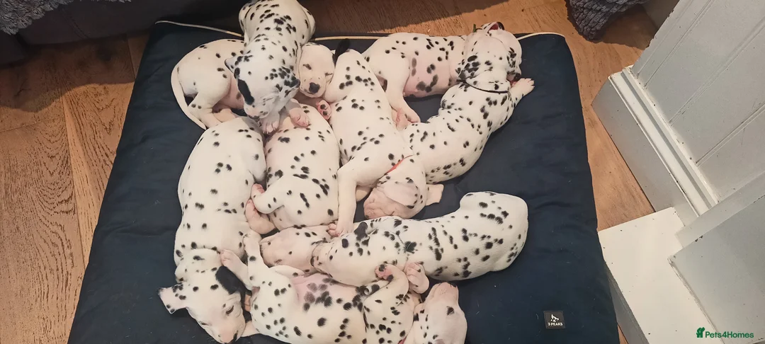 Dalmatian dogs for sale: Beautiful dalmatian puppies - Advert 2