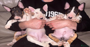 English Bull Terrier dogs - Advert 15