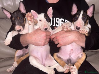 English Bull Terrier dogs - Advert 1