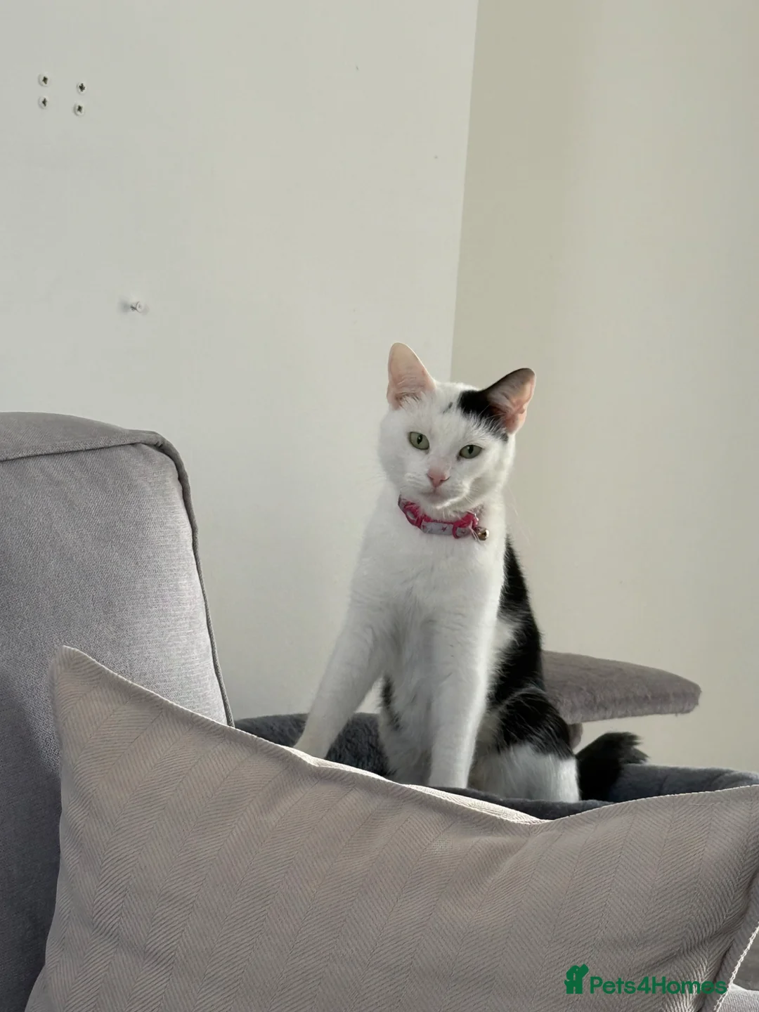 Maine Coon cats for sale: 2 Half Maine Coon Babies Searching For Furever Lap - Advert 1