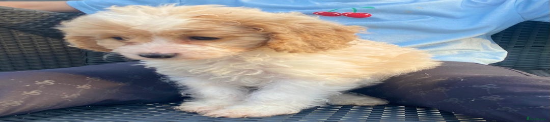 Cavapoo Puppy 3