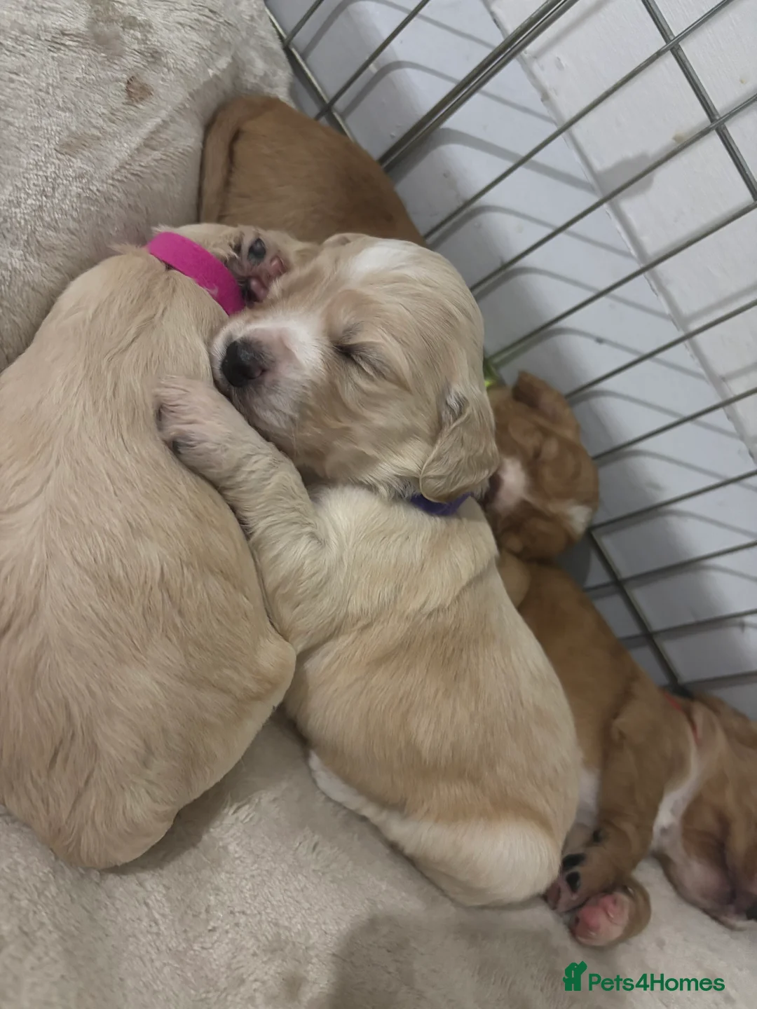 Cocker Spaniel dogs for sale: Working Cocker Spaniel Puppies - Advert 11