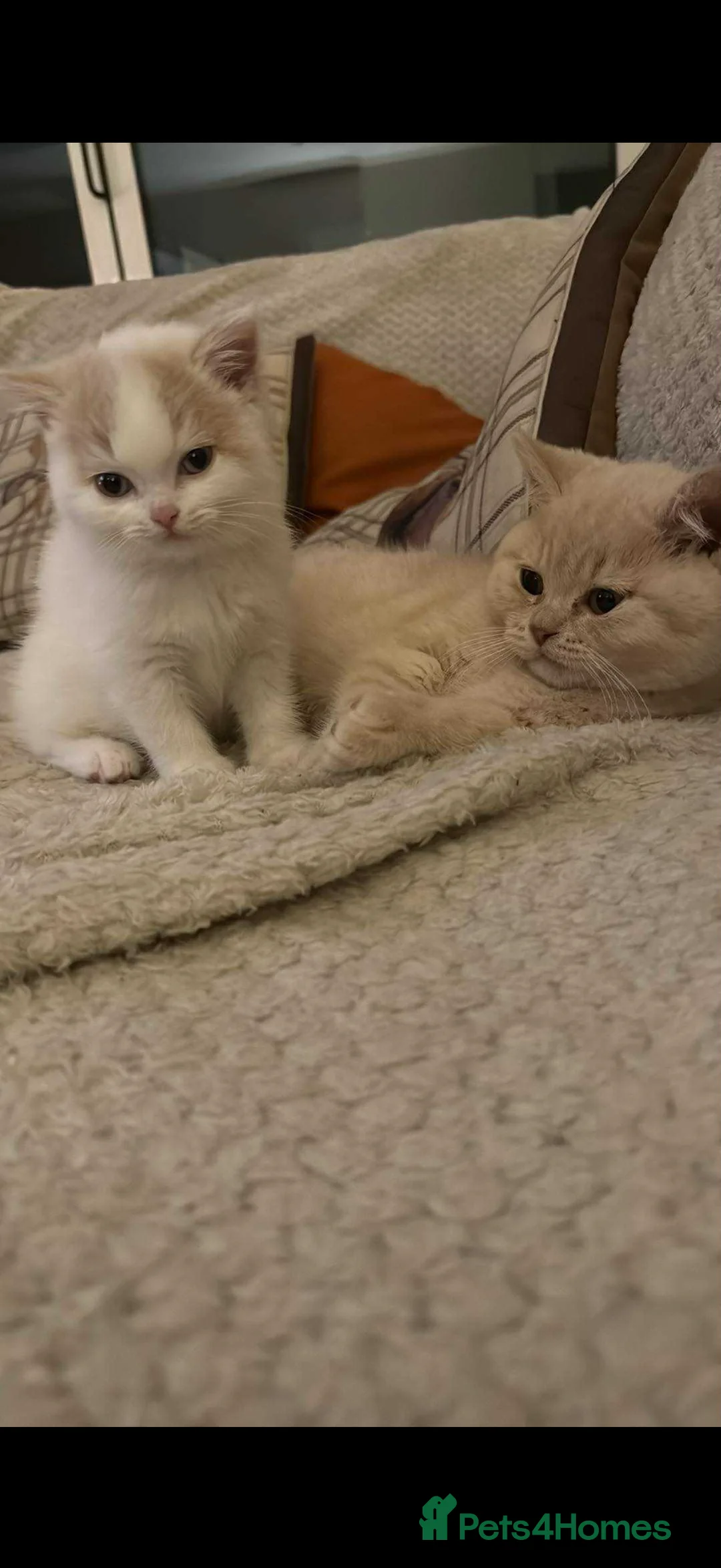 British Shorthair cats for sale: Beautiful GCCF Registered Baby Boy - Georgie 💙 - Advert 11