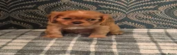 Cavalier King Charles Spaniel dogs for sale: Cavalier King Charles Spaniel's Puppies  - Advert 4