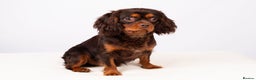 Cavalier King Charles Spaniel dogs for stud: KC REG  HEALTH TESTED CHOC & TAN CAV STUD  - Advert 8