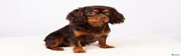 Cavalier King Charles Spaniel dogs for stud: KC REG  HEALTH TESTED CHOC & TAN CAV STUD  - Advert 11