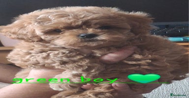Cavapoochon dogs - Advert 4