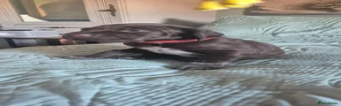 Mixed Breed Puppy 7