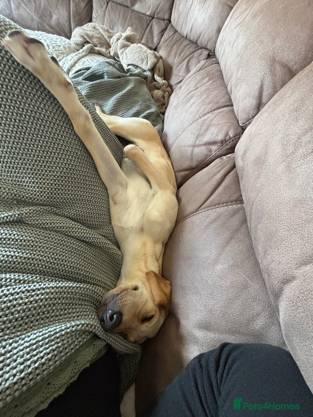 Mixed Breed dogs for sale: New foster or adoption home needed🏡 - Image 9