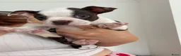 Boston Terrier dogs for sale: Boston terrier puppies. - Advert 6