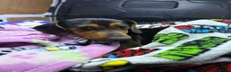Jackshund dogs for sale: Pups for sale  in Wokingham - Advert 3