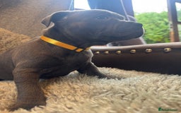 Staffordshire Bull Terrier dogs for sale: High Quality Blue & Black Staffy Puppies - Image 17