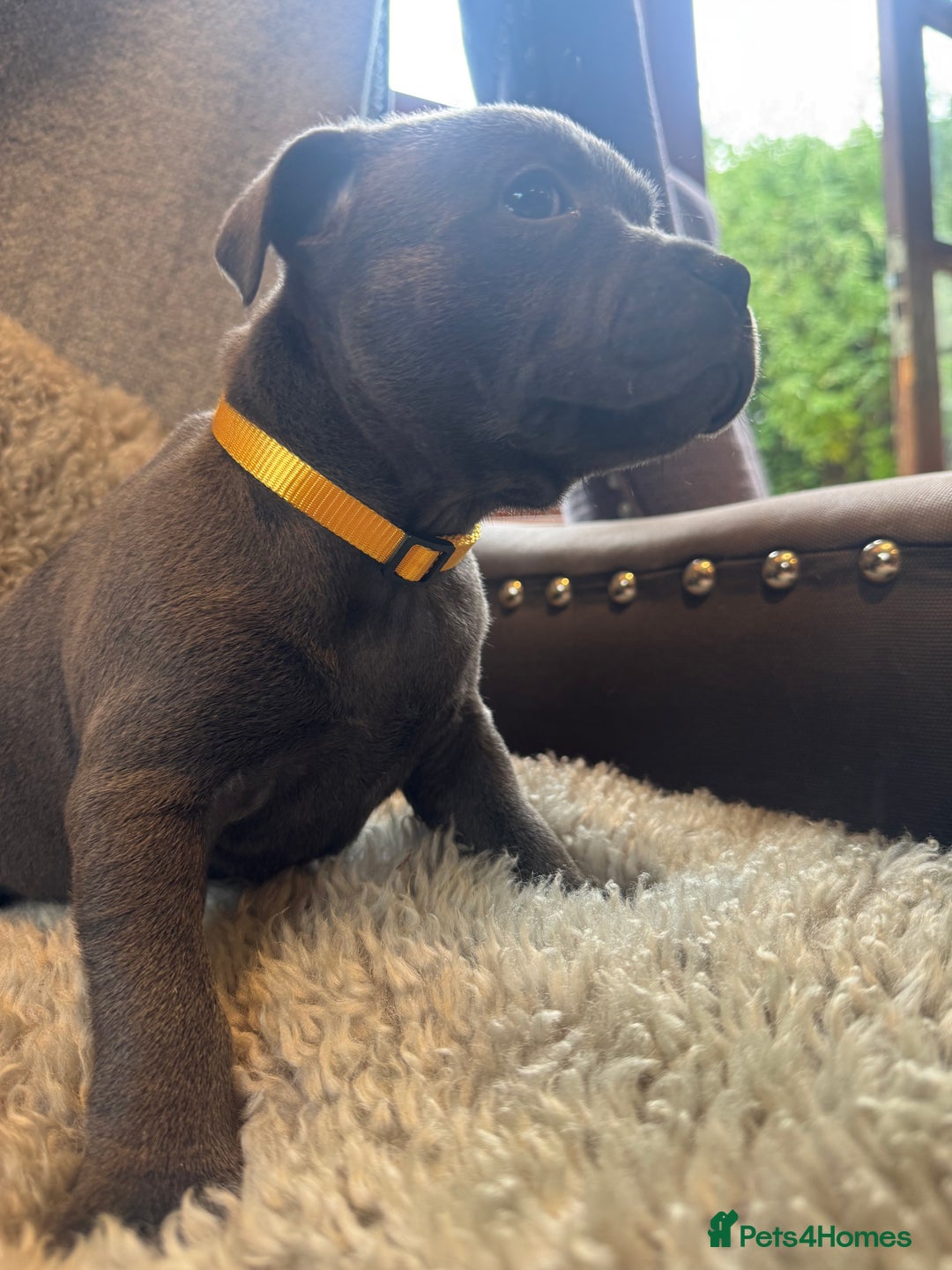 Staffordshire Bull Terrier dogs for sale: High Quality Blue & Black Staffy Puppies - Image 17