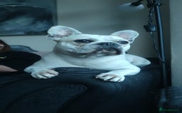 French Bulldog dogs for sale: Looking for his forever home - Image 3