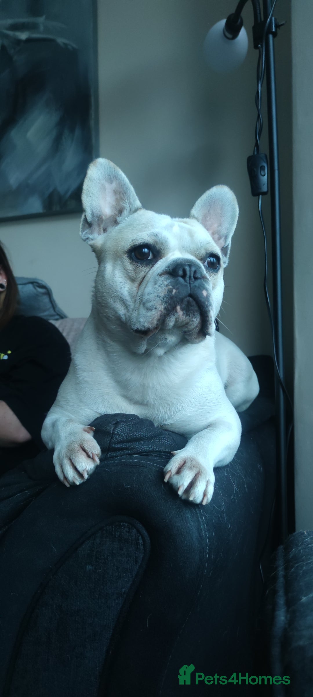 French Bulldog dogs for sale: Looking for his forever home - Image 3