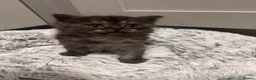 Mixed Breed cats for sale: Fluffy kittens - Advert 7