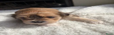 Lhasa Apso Puppy 3