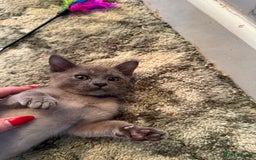 Burmese cats for sale: Burmese Kittens For Sale - Advert 20