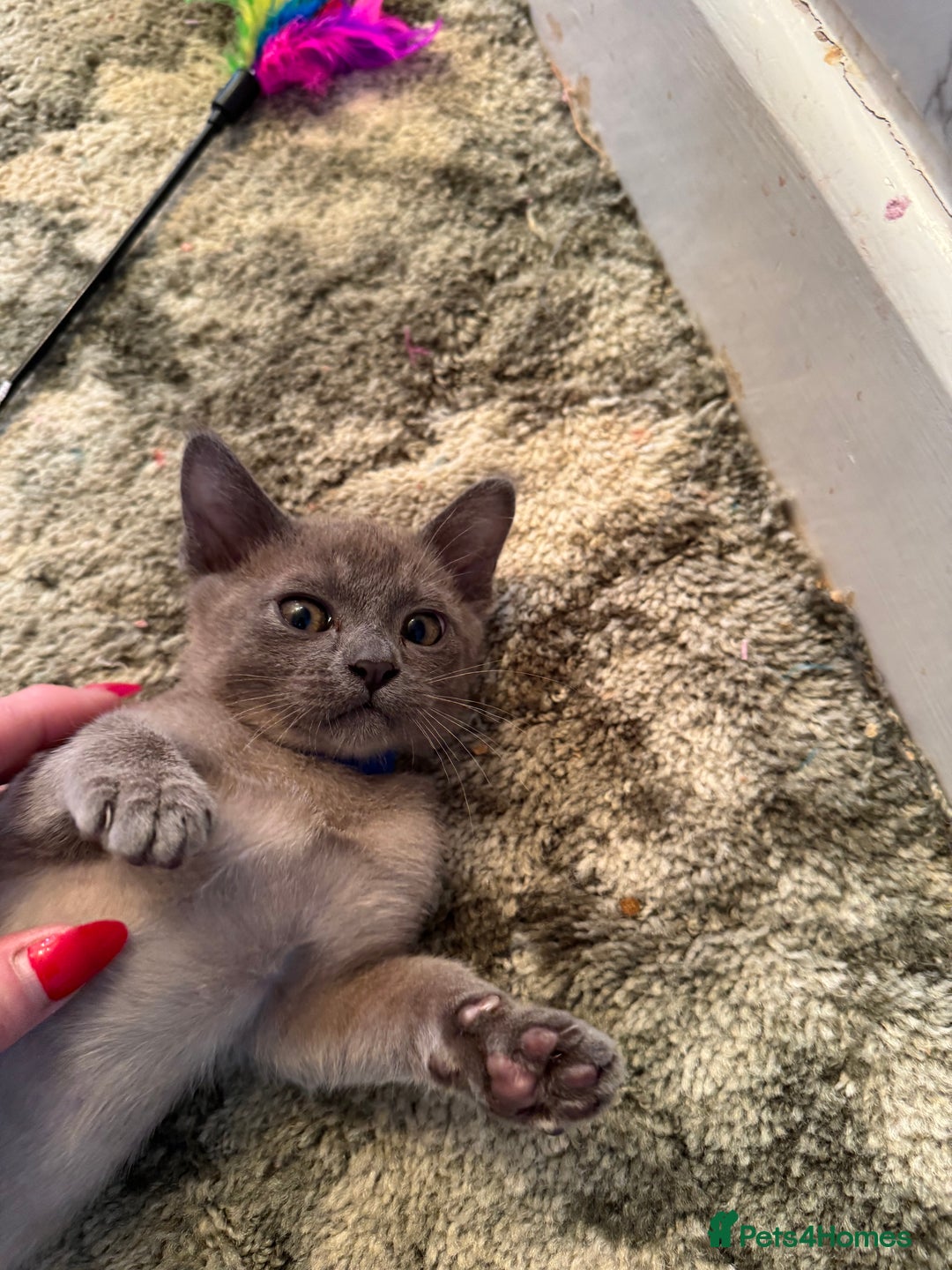 Burmese cats for sale: Burmese Kittens For Sale - Advert 20