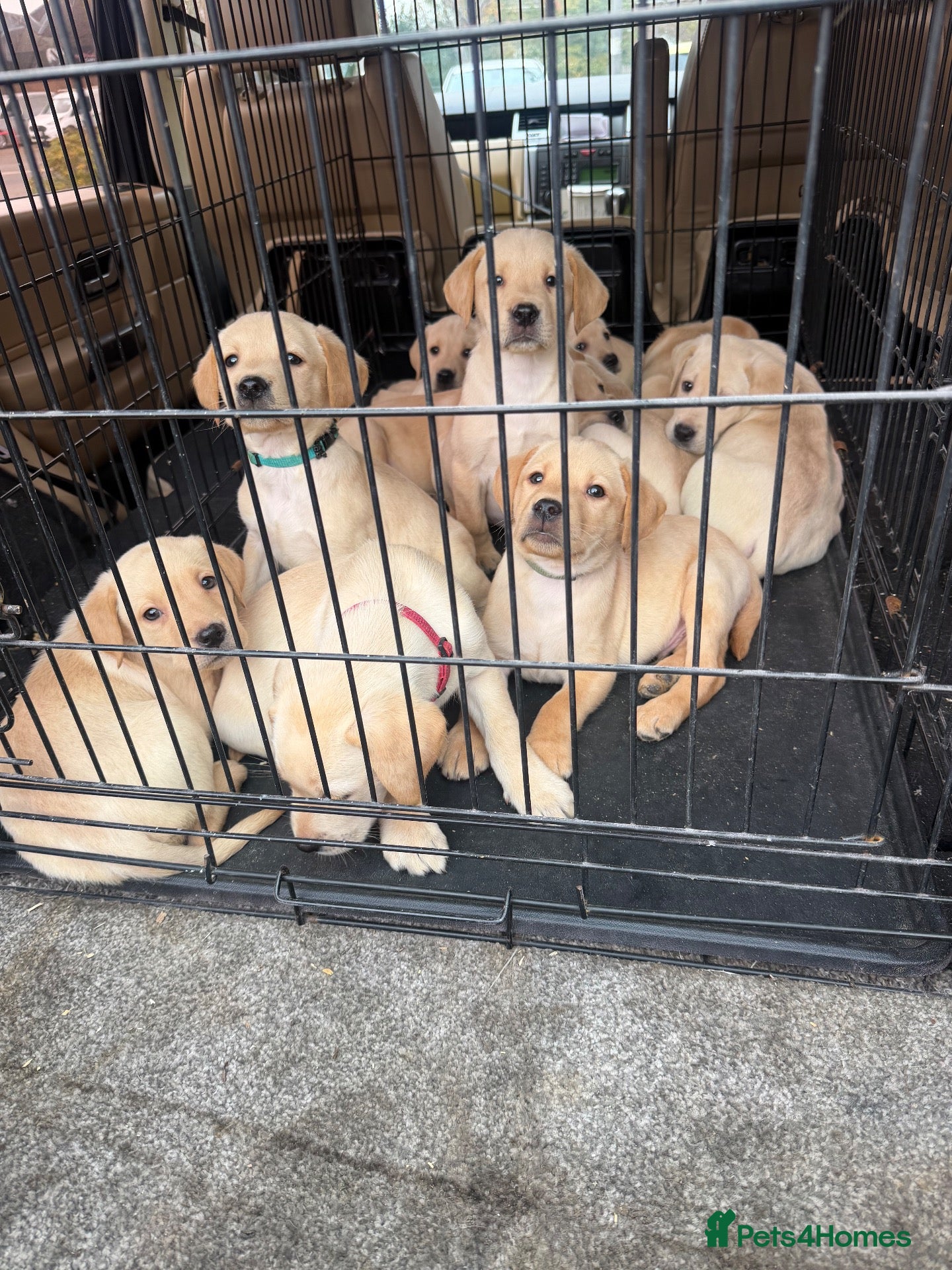 Labrador Retriever dogs for sale: Labrador pups  - Advert 7