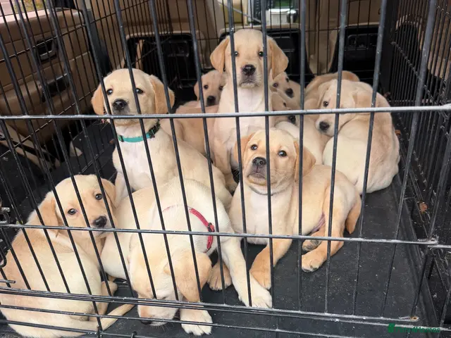 Labrador Retriever dogs for sale: Labrador pups - Advert 7