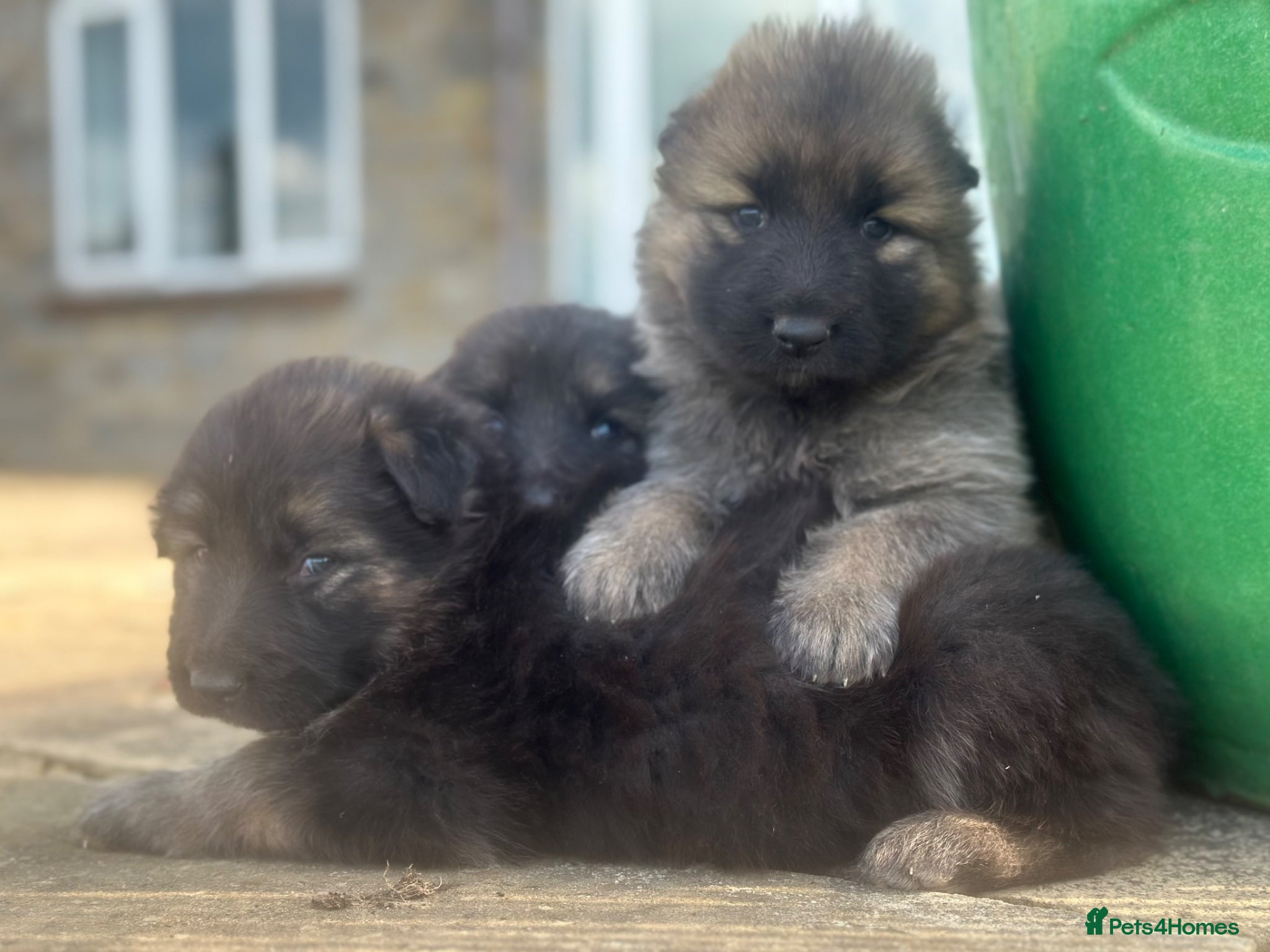 German Shepherd dogs for sale: Stunning German Shepherd puppies for sale  - Advert 1