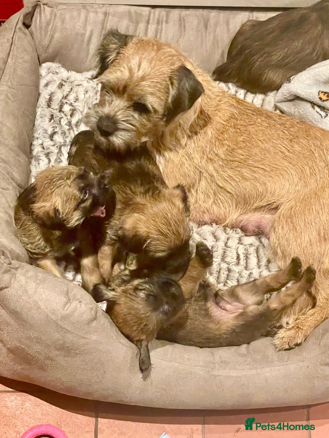 Border Terrier dogs for sale: KC Reg Border Terrier puppies. - Advert 2